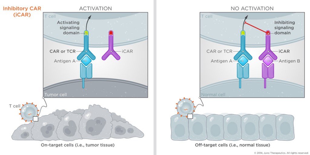 CAR T-Zellen und ihre Interaktion vom Krebszellen und gesunden Zellen