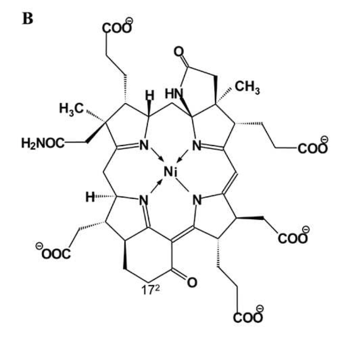 Co-Faktor F430 ist an der Methansynthese im Pansen beteiligt.