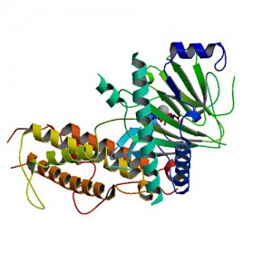 3D Struktur des FTO-Proteins