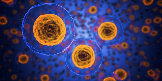 Altersforschung setzt auf Entfernung seneszenter Zellen