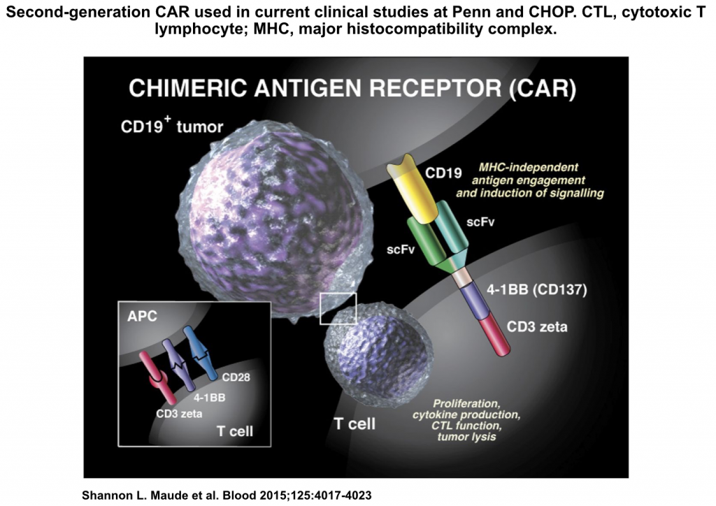 Wechselwirkung zwischen Tumorzelle und CAR T-Zelle. Quelle: Artikel in Blood 2015; Autoren: Shannon L. Maude und Kollegen