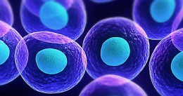 Lila Zellen mit blauem Zellkern