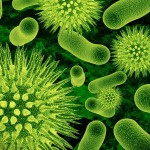 Viren und Bakterien