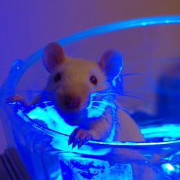 Genkonstrukt EROS wird durch blaues Licht aktiviert und löst bei Ratten eine Erektion aus