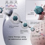 Gentherapie mit einem Adenovirus-Vektor