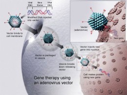 Gentherapie mit einem Adenovirus-Vektor