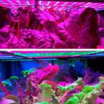 Salat wächst unter LED-Licht