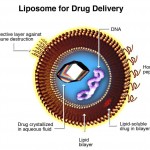Liposomen als Wirkstoff-Vehicle