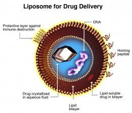 Liposomen als Wirkstoff-Vehicle