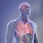 Picture shows Organs in a transparent body illustration.