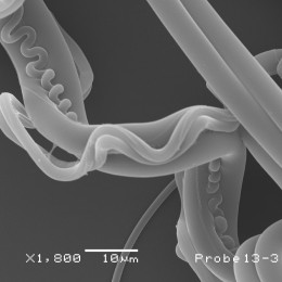 Elektronenmiskroskopische Aufnahme der Seide einer Gartenkreuzspinne