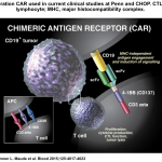 Wechselwirkung zwischen Tumorzelle und CAR T-Zelle. Quelle: Artikel in Blood 2015; Autoren: Shannon L. Maude und Kollegen